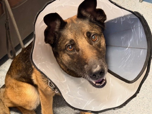 LUNA, an adoptable Belgian Shepherd Malinois in Miami, FL