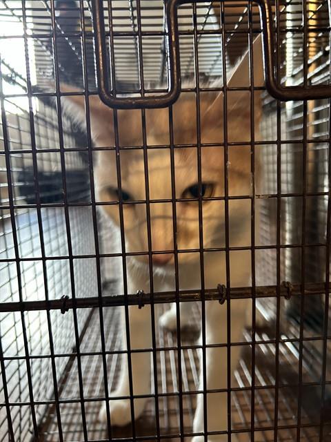 SONNY - Domestic Short Hair available for adoption