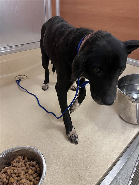 MAGGIE, an adoptable Labrador Retriever in Miami, FL