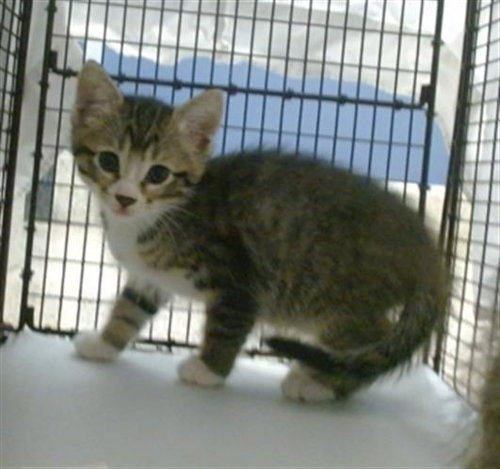 KRISSY, an adoptable Domestic Short Hair in Miami, FL