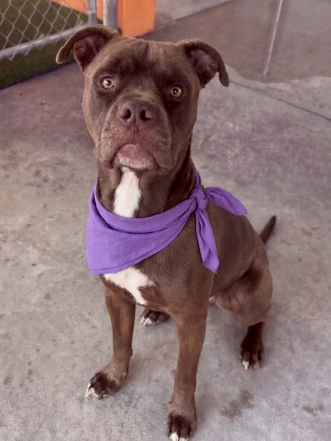 LANCE - Boxer available for adoption