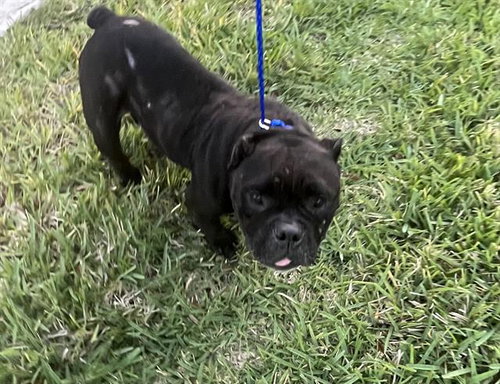 NANCY - English Bulldog available for adoption