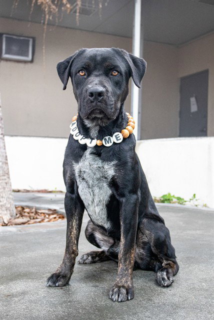 GUNTHER - Bluetick Coonhound available for adoption