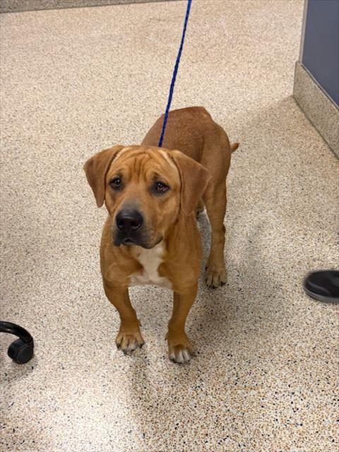 CLIFFORD - Labrador Retriever available for adoption