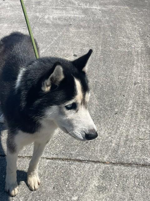 BEN - Siberian Husky available for adoption