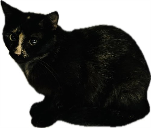 BANANA - Domestic Short Hair available for adoption