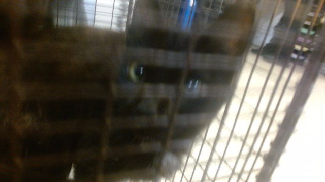 LILA Image