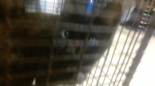LILA - Domestic Short Hair available for adoption