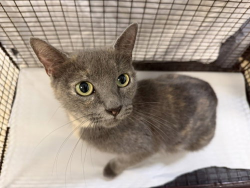 MIRELLA, Adult Domestic Short Hair (medium coat), cat for adoption in Miami Beach, Florida