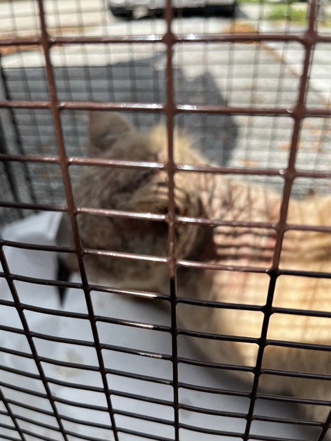SUNNY, Senior Domestic Long Hair (medium coat), cat for adoption in Miami Beach, Florida
