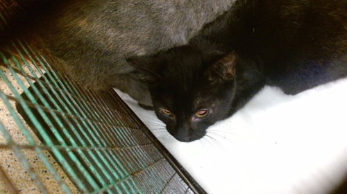 DANY, Baby Domestic Short Hair (medium coat), cat for adoption in Miami Beach, Florida