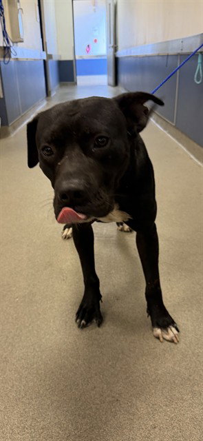CHAMP, an adoptable Labrador Retriever in Miami, FL