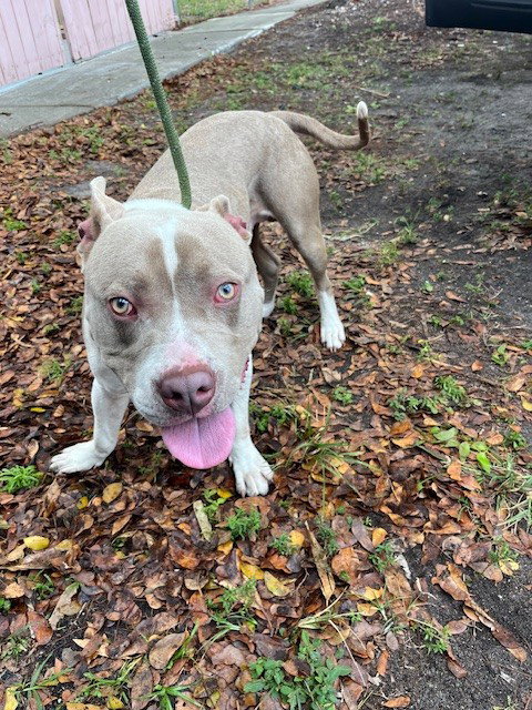 WALTER, an adoptable American Pit Bull Terrier in Miami, FL