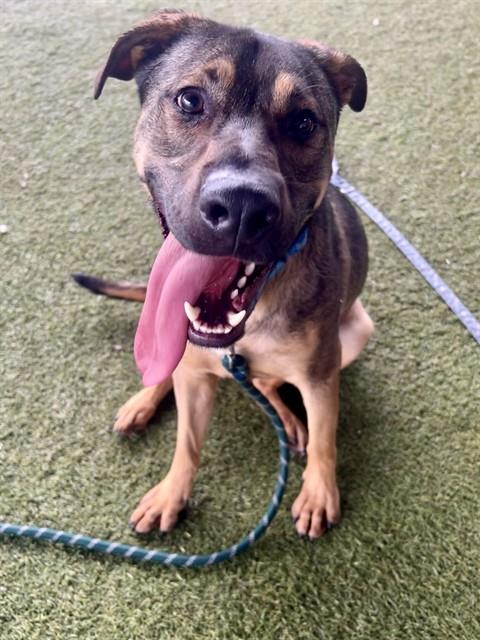 BUDDY, an adoptable German Shepherd Dog in Miami, FL