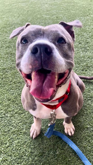 TINA, an adoptable American Pit Bull Terrier in Miami, FL