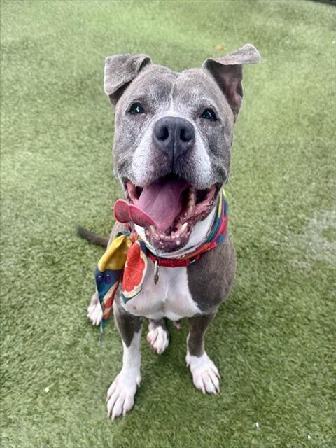 TINA, an adoptable American Pit Bull Terrier in Miami, FL
