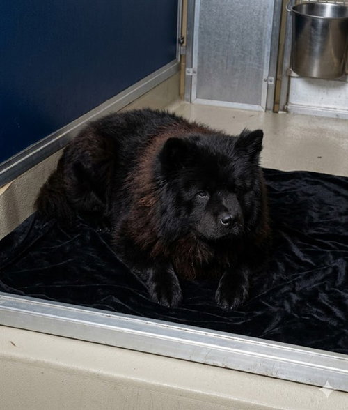 JANGO - Chow Chow available for adoption