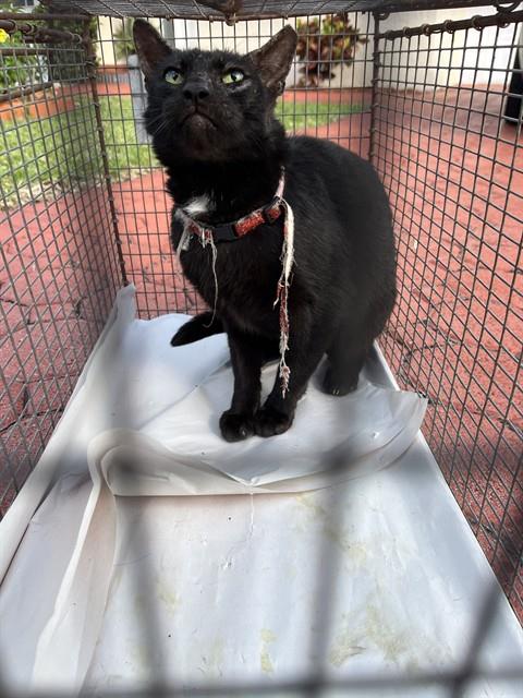 MOON, Adult Domestic Long Hair (medium coat), cat for adoption in Miami Beach, Florida