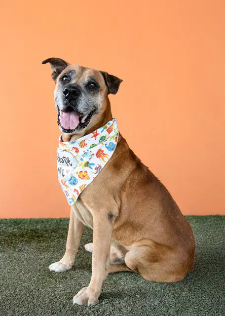 Ace - Boxer