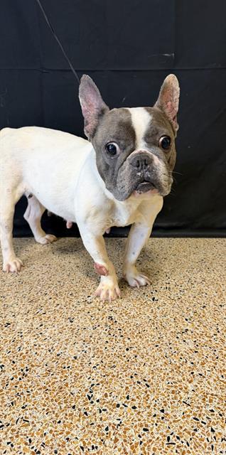 LUNA, an adoptable French Bulldog in Miami, FL
