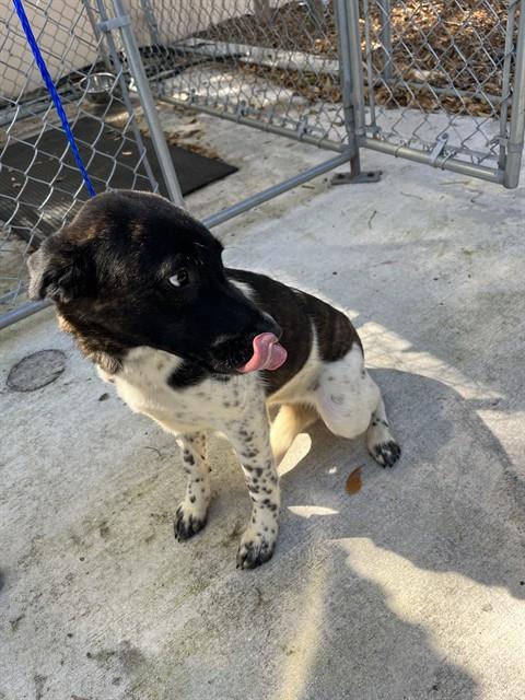 ELLA, an adoptable German Shepherd Dog in Miami, FL