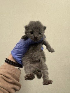 BLUEBERRY Image