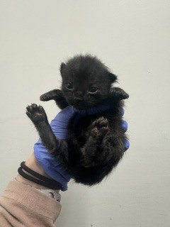 BLACKBERRY Image