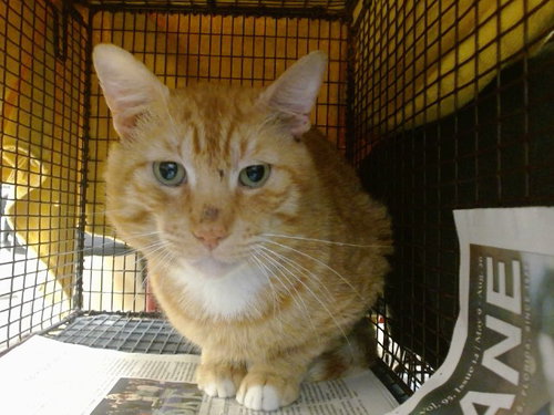 MUFASA, an adoptable Domestic Short Hair in Miami, FL
