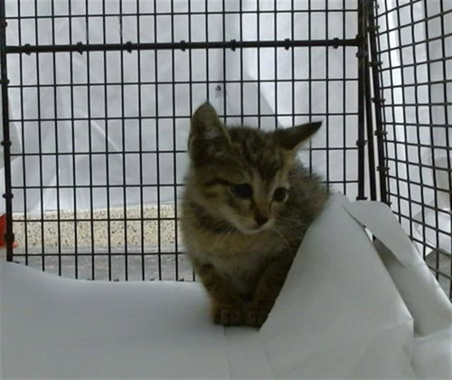 POLIE, Baby Domestic Short Hair (medium coat), cat for adoption in Miami Beach, Florida