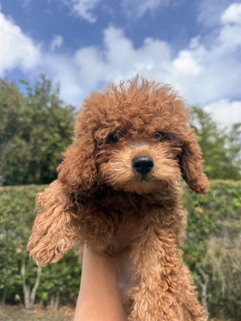 SUNNY - Poodle (Miniature) available for adoption