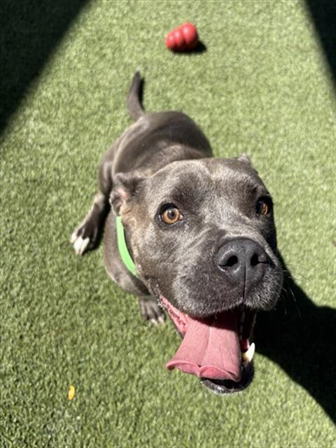 OLIVA, an adoptable Pit Bull Terrier in Miami, FL