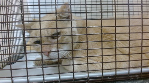 ANGEL, Adult Domestic Short Hair (medium coat), cat for adoption in Miami Beach, Florida