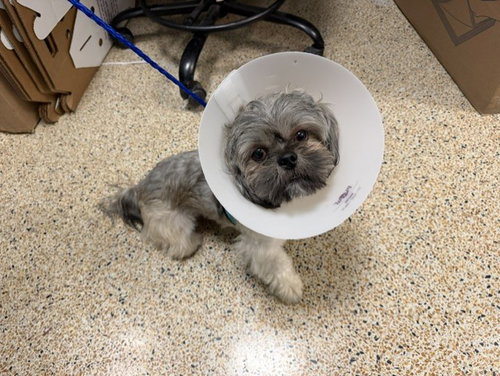 GINO, an adoptable Maltese in Miami, FL