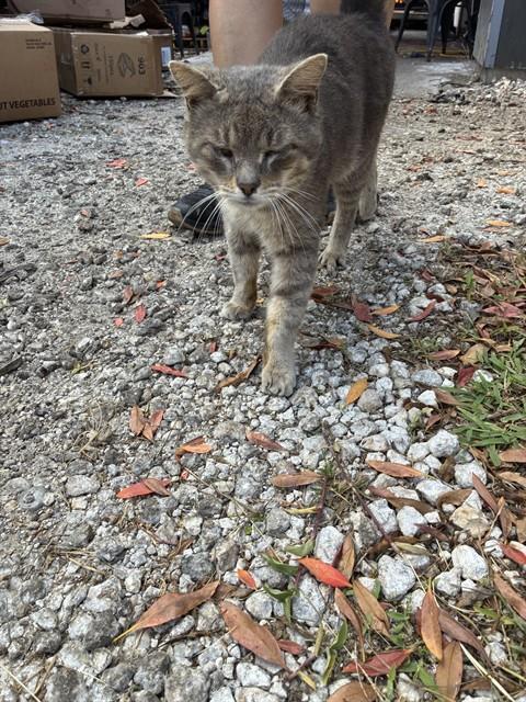 MISU, Adult Domestic Short Hair (medium coat), cat for adoption in Miami Beach, Florida