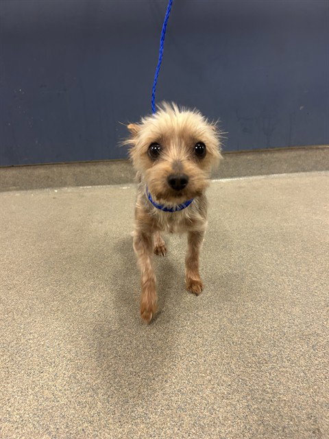 BABY - Yorkshire Terrier Yorkie available for adoption