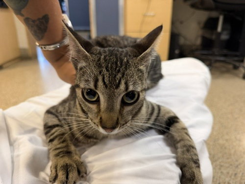 ELOWEN, an adoptable Domestic Short Hair in Miami, FL