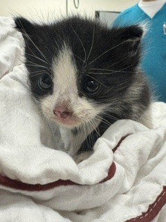 DELILAH, an adoptable Domestic Short Hair in Miami, FL
