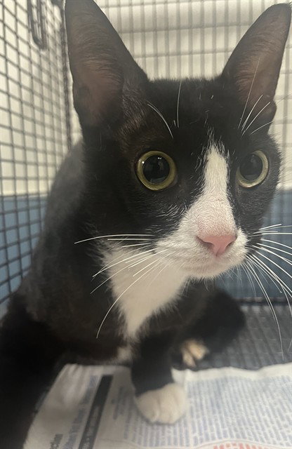 BROWNIE, Young Domestic Short Hair (medium coat), cat for adoption in Miami Beach, Florida