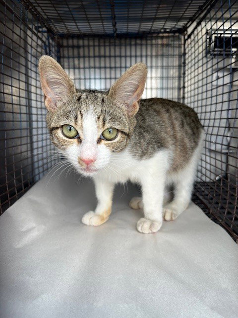 MILLER, Young Domestic Short Hair (medium coat), cat for adoption in Miami Beach, Florida
