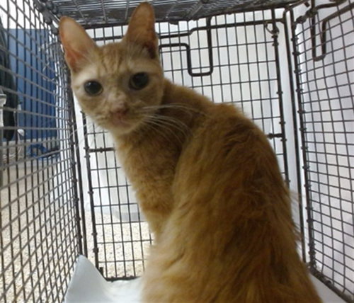 picture of the cat needing adoption