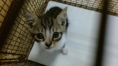 SCRAPPY, Baby Domestic Short Hair (medium coat), cat for adoption in Miami Beach, Florida