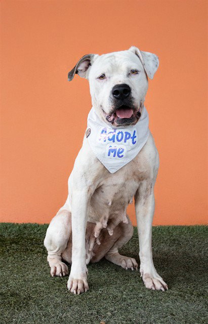 HOPE, an adoptable American Bulldog in Miami, FL