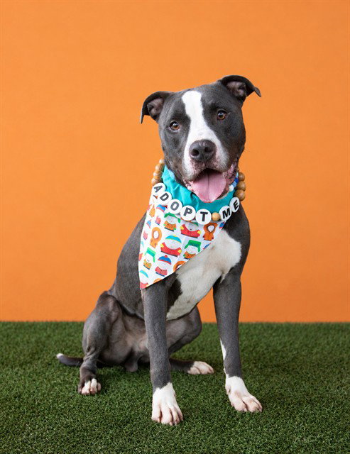 BLU, a dog for adoption from Miami Dade Animal Services