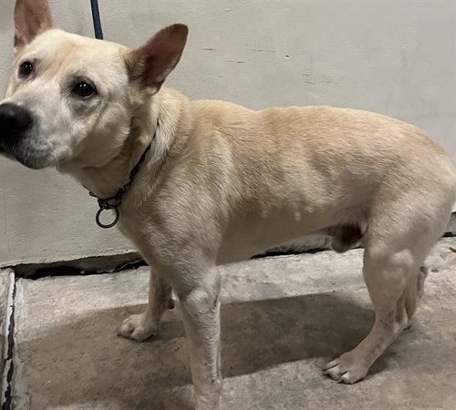 KING, an adoptable German Shepherd Dog in Miami, FL