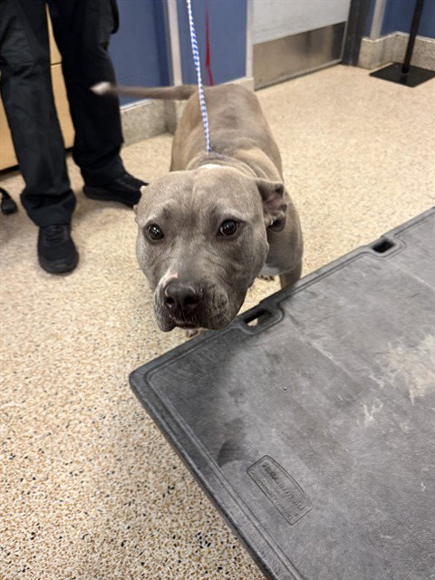 LIA, an adoptable American Bulldog in Miami, FL
