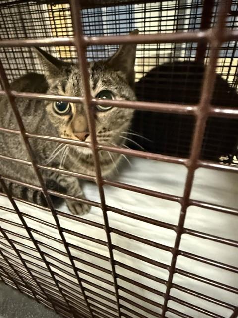 picture of the cat needing adoption