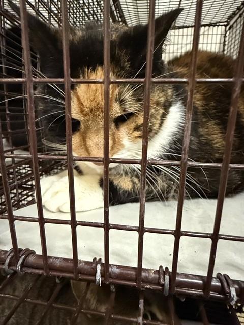 picture of the cat needing adoption