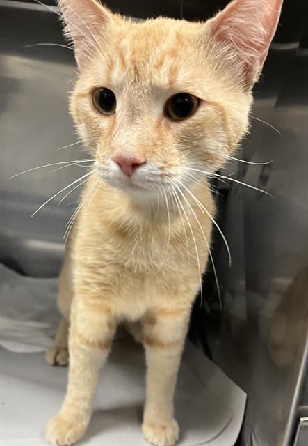 MARK, Adult Domestic Short Hair (medium coat), cat for adoption in Miami Beach, Florida