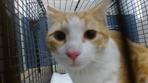 SOUL, Young Domestic Short Hair (medium coat), cat for adoption in Miami Beach, Florida