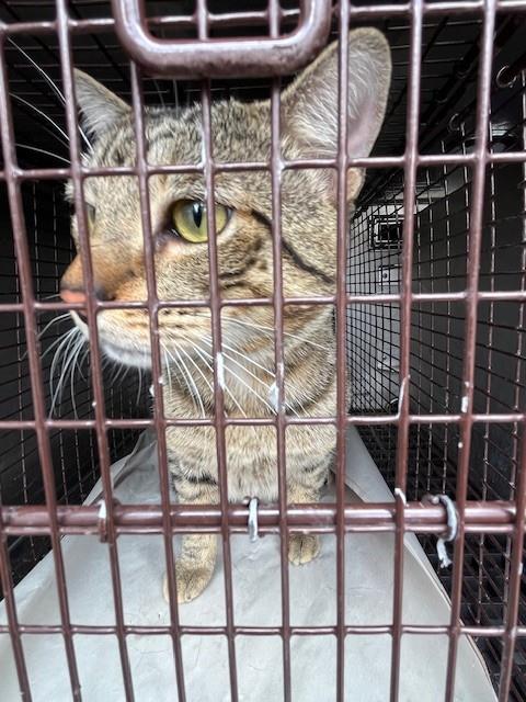 picture of the cat needing adoption
